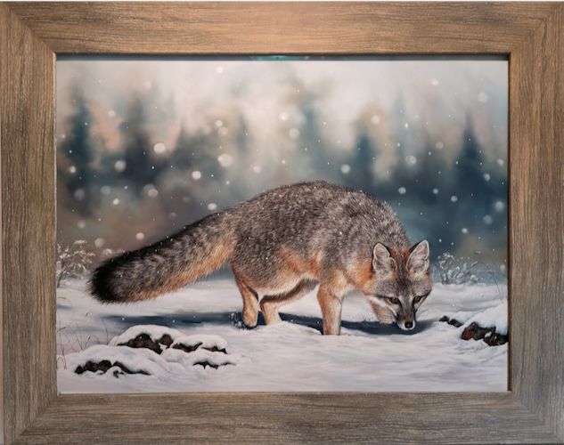 Click to view detail for Snow Gray, Gray Fox 19x25 $2250